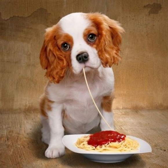 My Pet Spa -----> - Picture 1 of 1